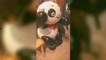 皮哥爆料视频,精彩瞬间与幕后故事大公开  第2张